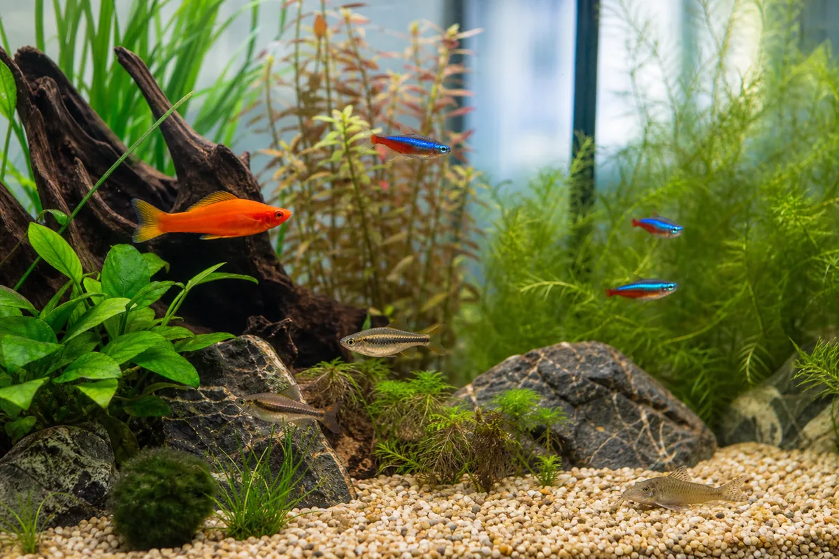 Why the 20-Gallon Tank Is the Real Starting Point for 20 Gallon Stocking