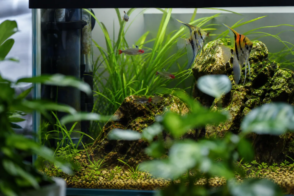 20-Gallon Tank Equipment: What You Actually Need
