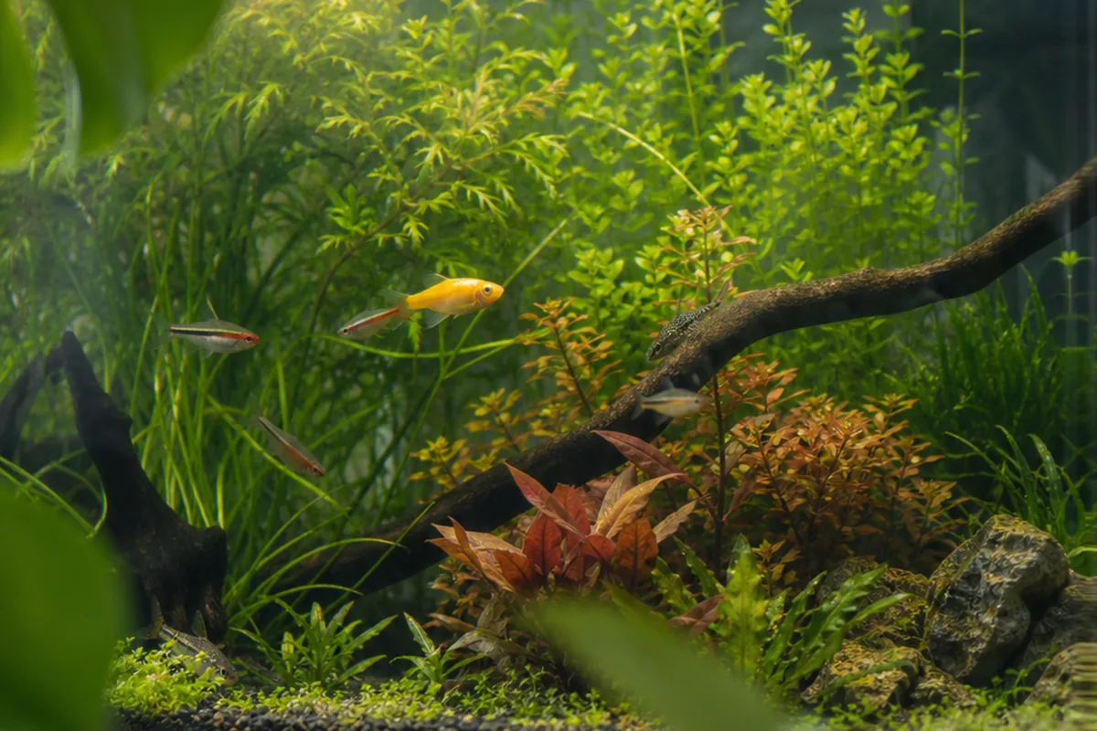 Why the 29-Gallon Tank Is a Major Step Up