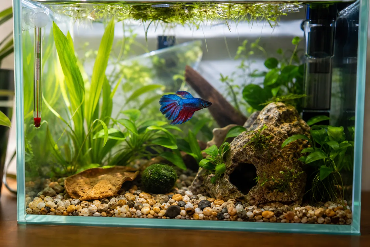 A 5-Gallon Tank Fits One Betta, and Little Else
