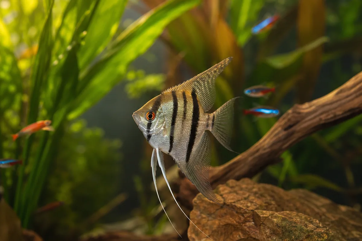 4 Proven 55 Gallon Tank Stocking Combinations