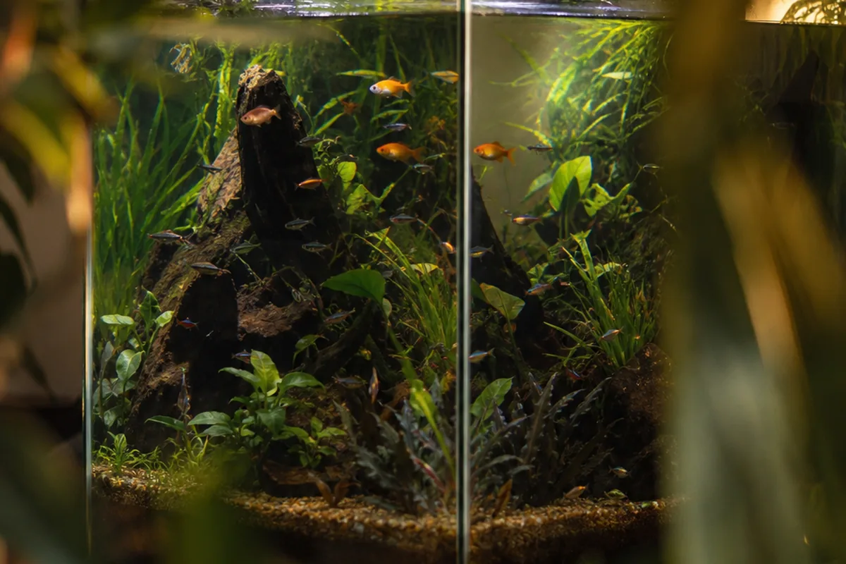 A 55-Gallon Tank Finally Fits Full-Grown Angelfish