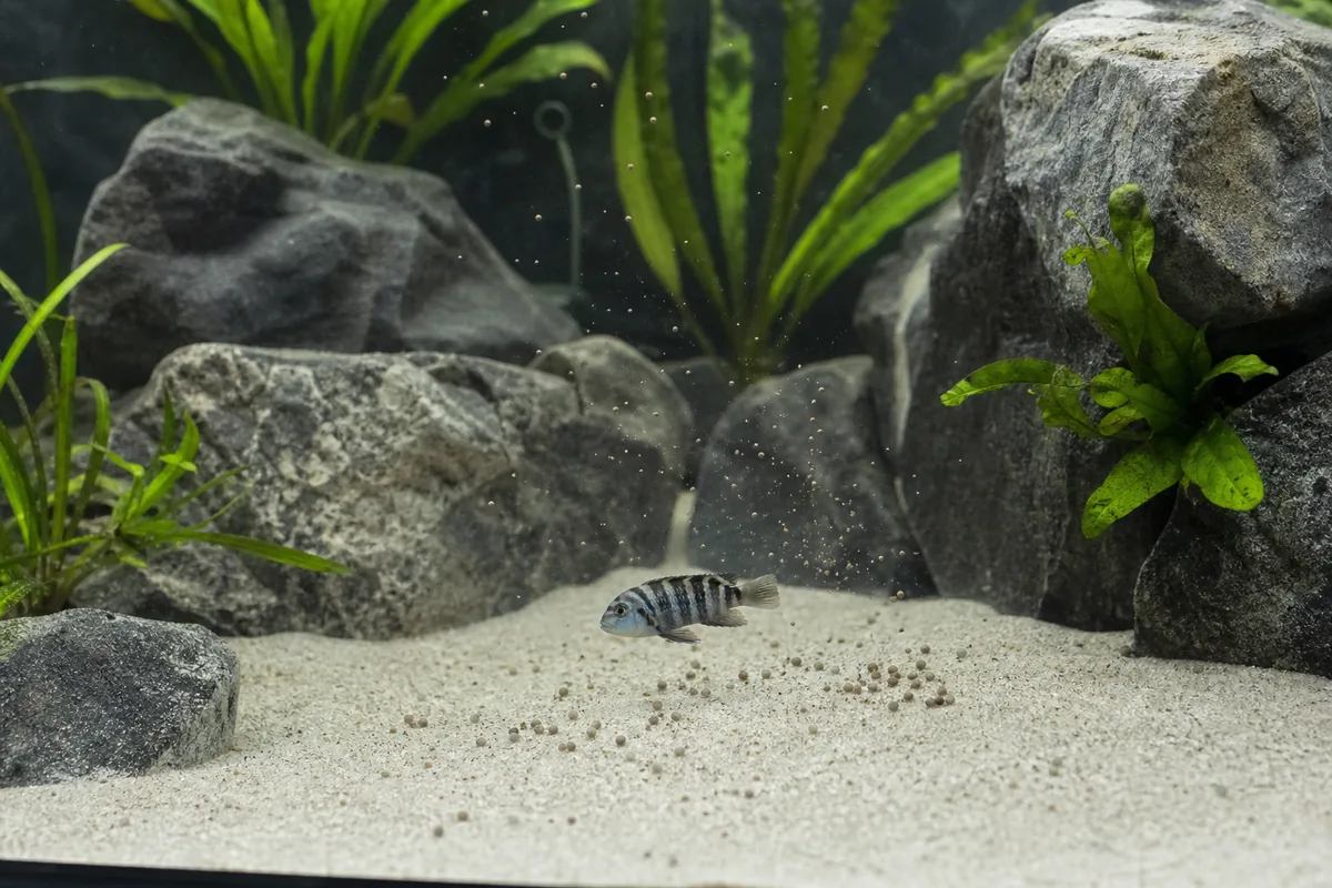 African Cichlid Tank Setup