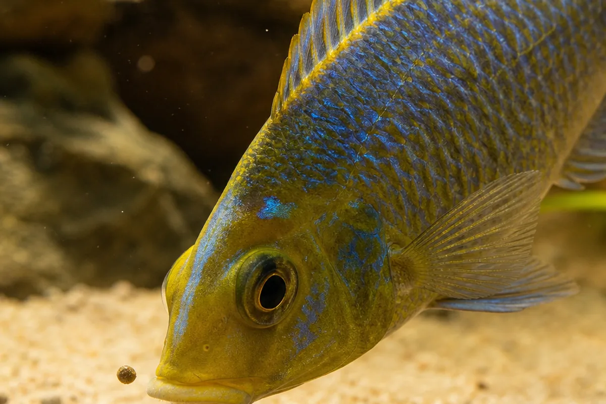 The Overstocking Strategy: Why More Fish Means Less Aggression