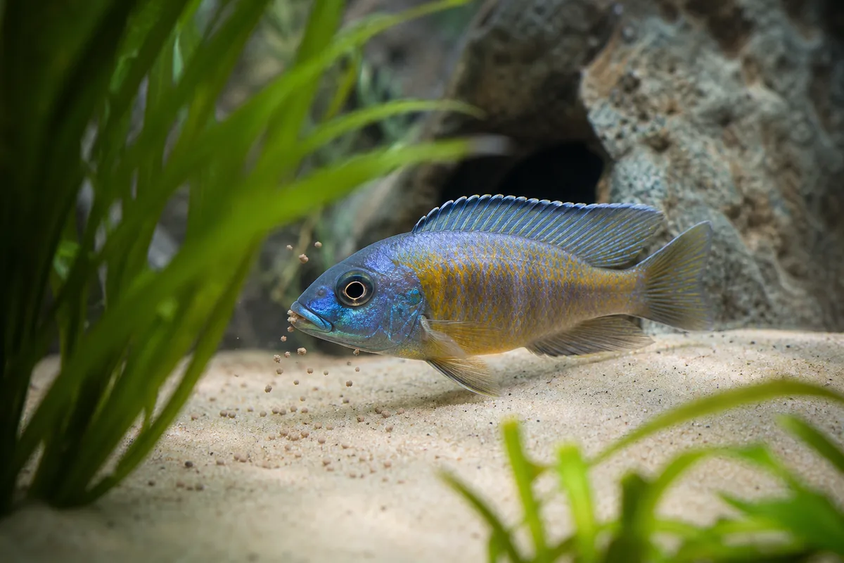 Compatible Species: Who Can Live With African Cichlids