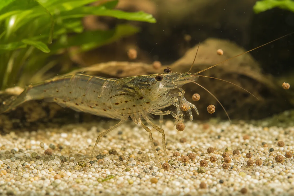 Amano Shrimp Tank Setup: 10 Gallons Minimum, Plants and Flow Preferred