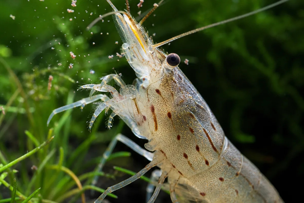 Why Amano Shrimp Cannot Breed in Freshwater