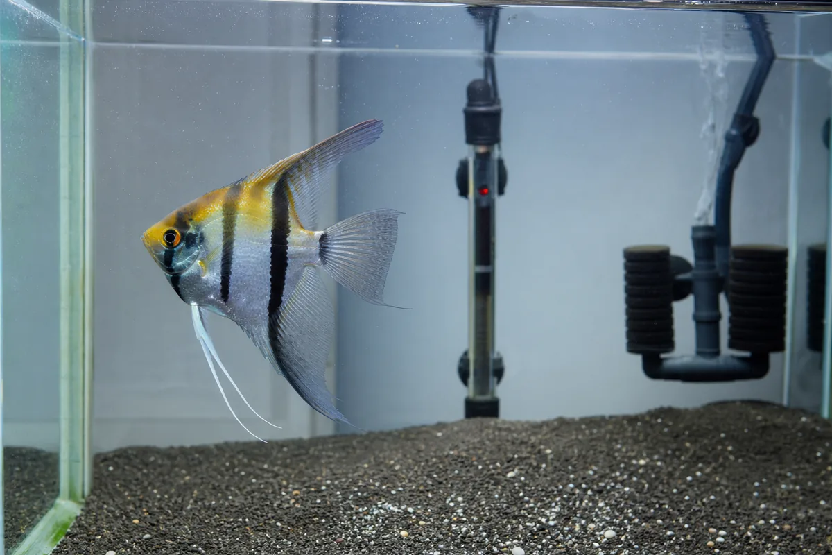 Angelfish Tank Height: Why 18 Inches Minimum for a 6-Inch Fish
