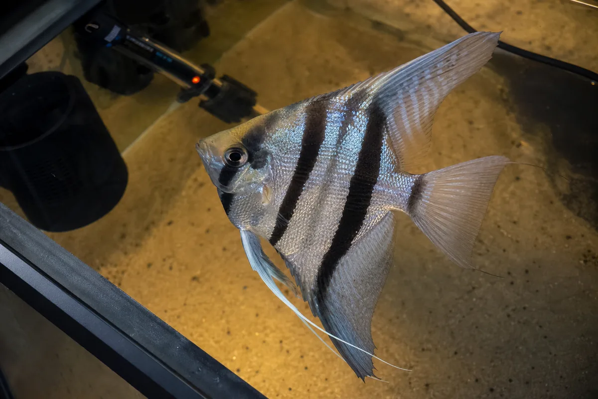 Diet: Cichlid Appetite with a Wide Menu