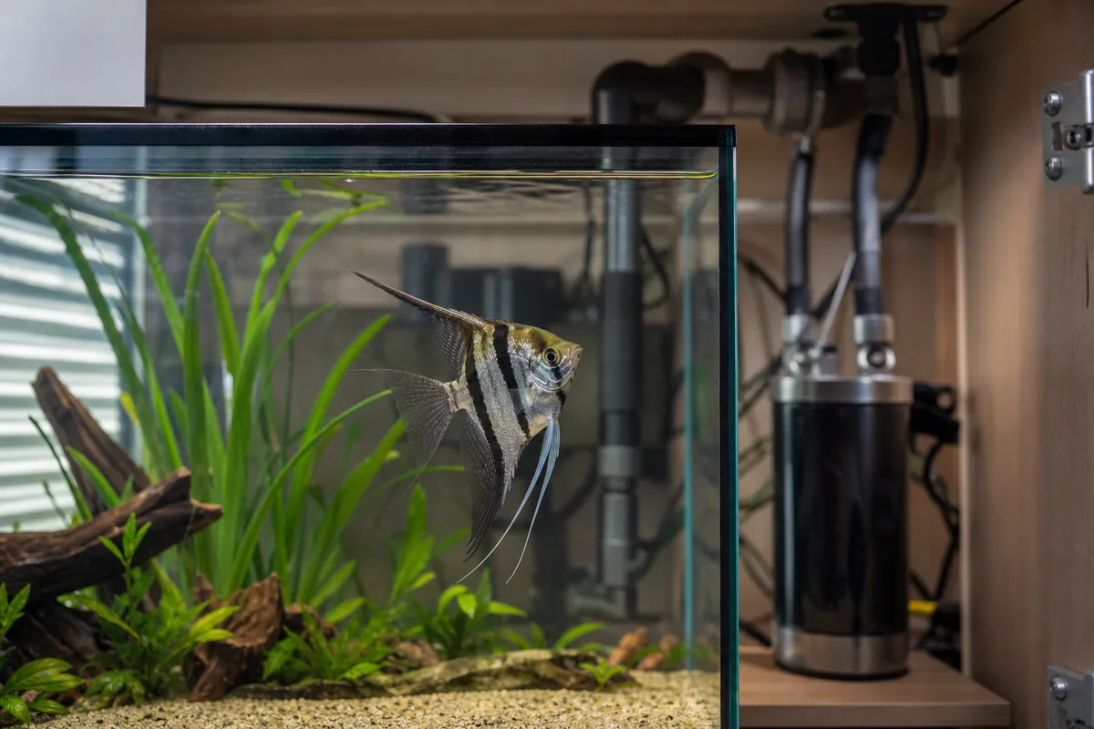 Tank Mates: Which Fish Survive Alongside a Semi-Aggressive Cichlid