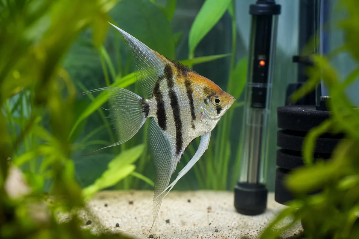 Angelfish Need a Tall Tank and Carefully Chosen Mates