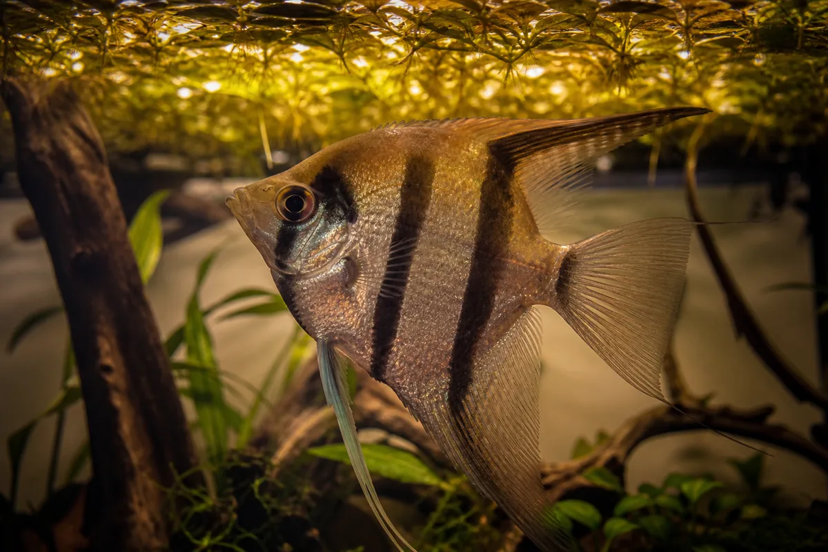 10 Best Angelfish Tank Mates Ranked