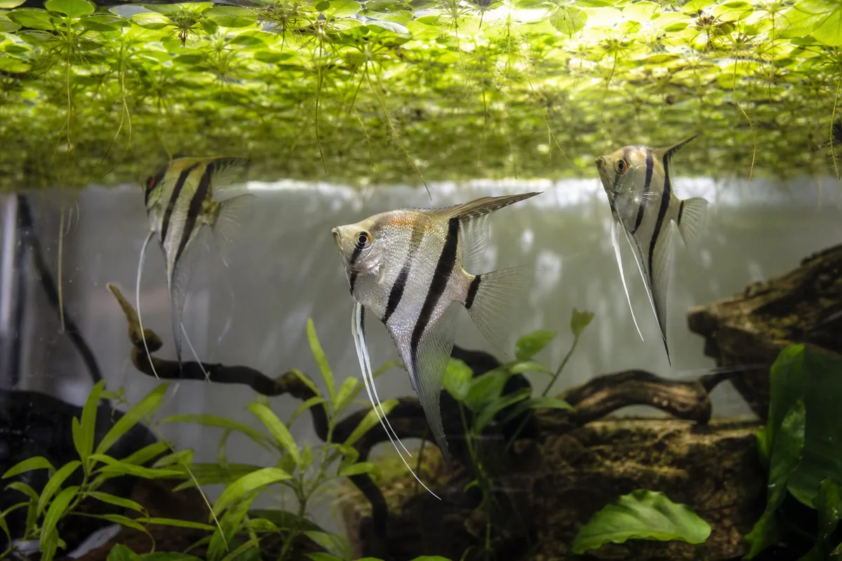 Angelfish Tank Mates to Avoid