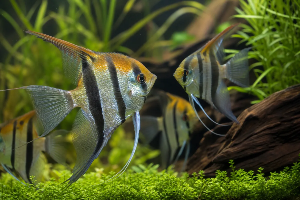 Setting Up an Angelfish Community Tank
