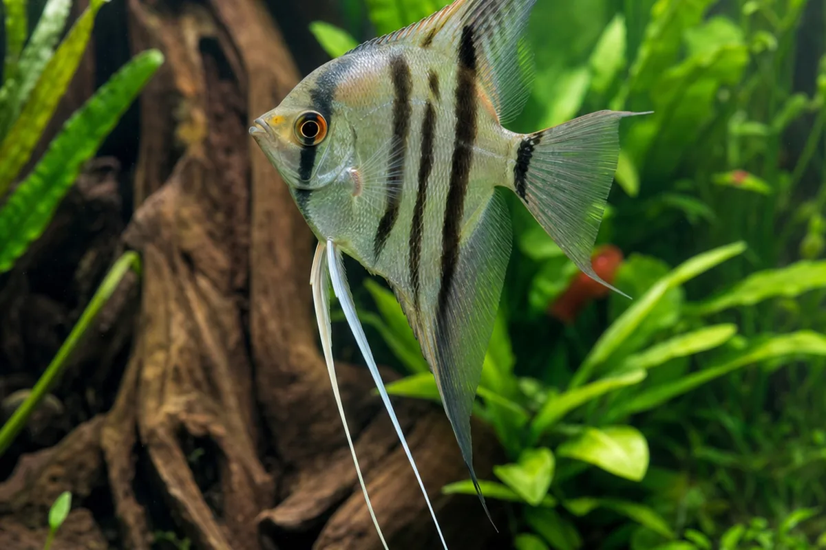 Which Fish Are Too Big for an Angelfish to Swallow?