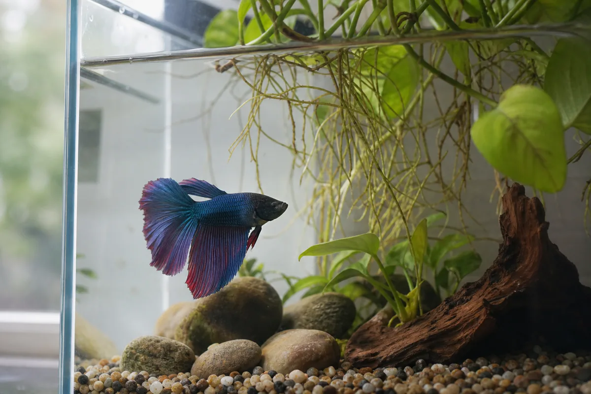 Which Fish Can Safely Share a Betta Tank Long-Term?