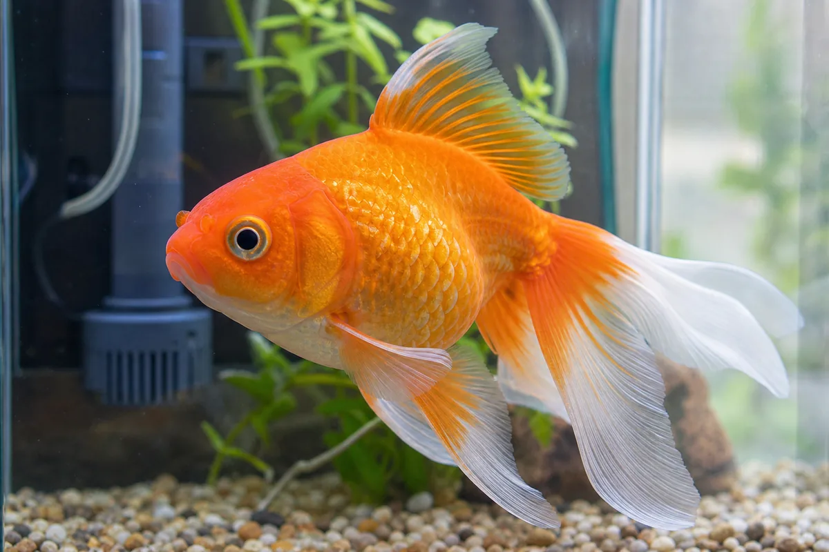 What to Feed a Mixed Goldfish Community Tank