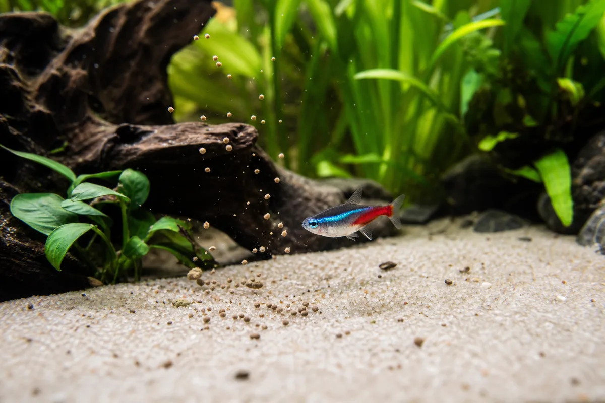 10 Best Neon Tetra Tank Mates Ranked