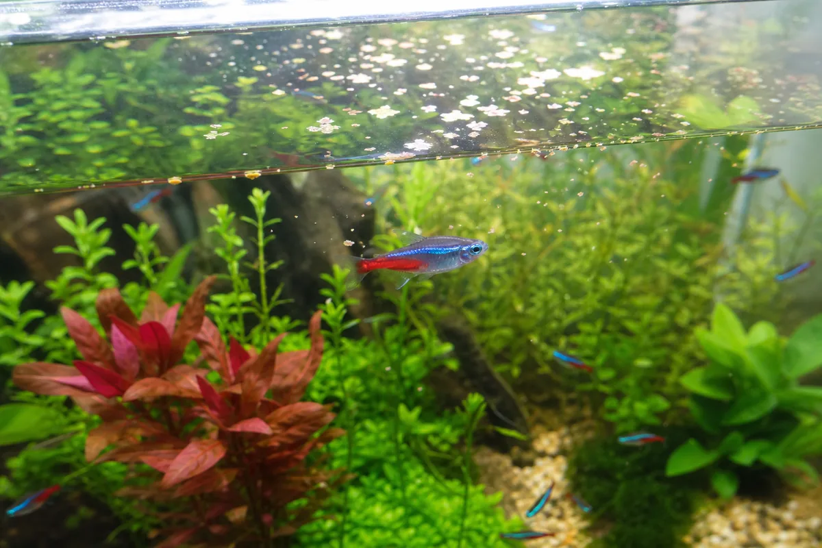 Species to Avoid With Neon Tetras
