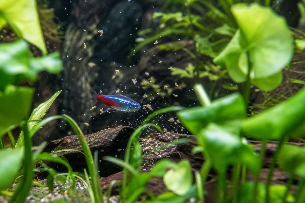 Which Fish Share Neon Tetra Water Requirements?