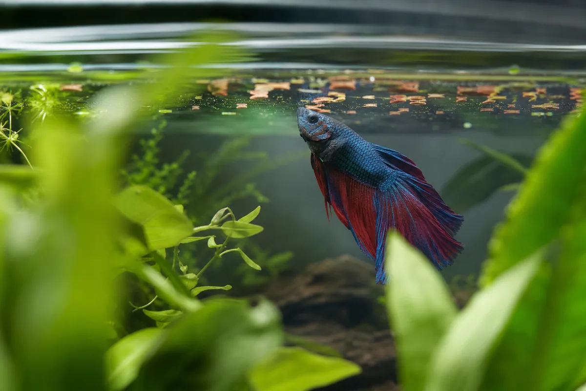 Tank Setup: Minimum 5 Gallons, No Exceptions