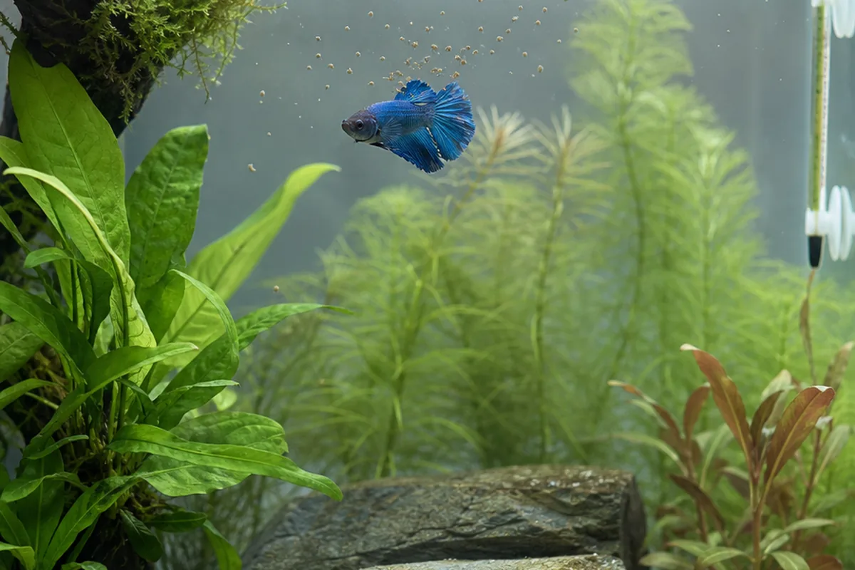 Fish Diet: 4 Feeding Rules That Prevent Most Health Issues