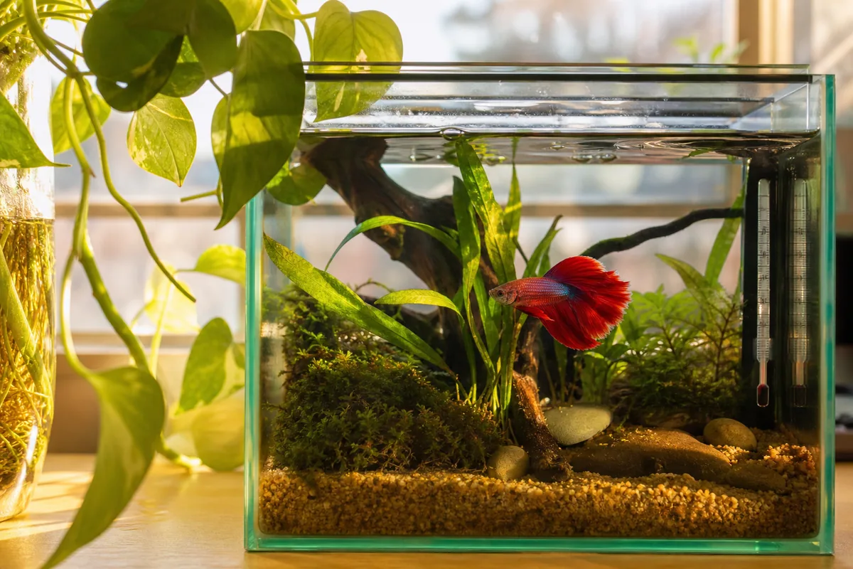 What a Betta Tank Needs Before the Fish Arrives