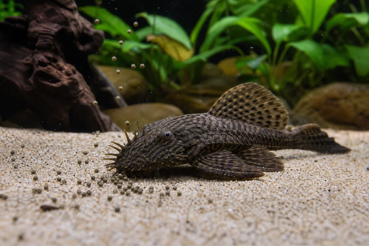 Bristlenose Pleco, the Algae Eater That Fits a Home Tank