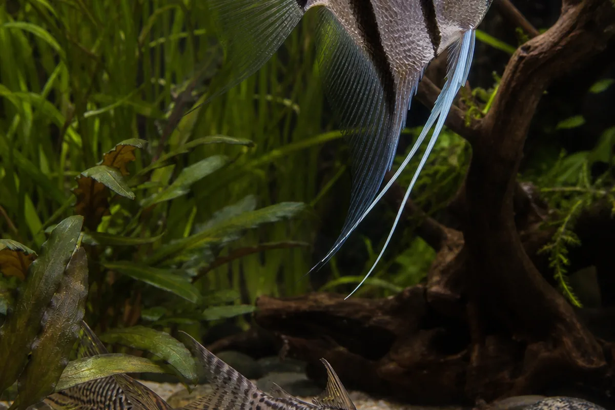 The One Genuine Risk: Breeding Angelfish