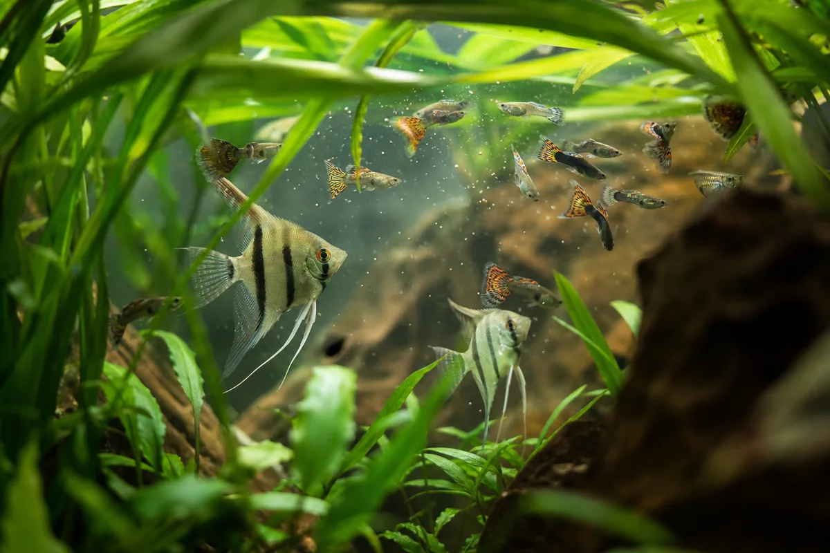 Why Angelfish and Guppies Appear Compatible Early On