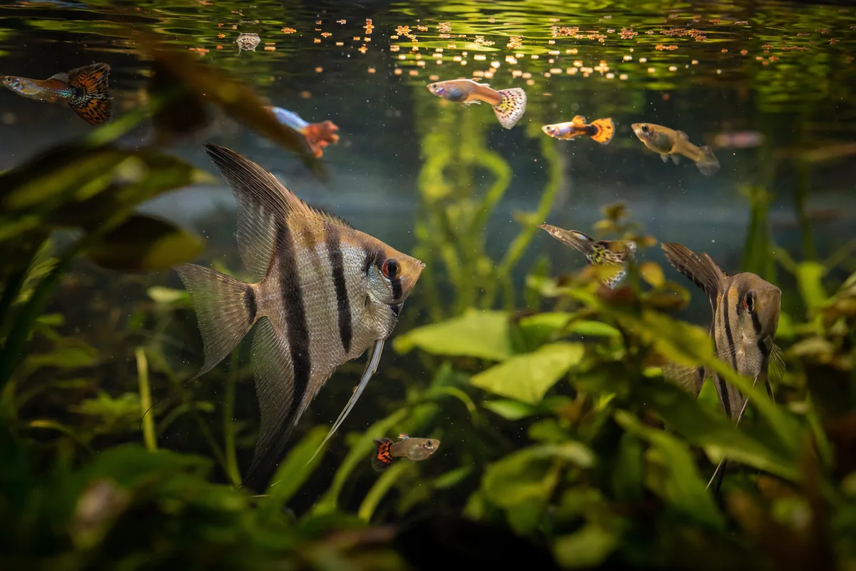 Will Angelfish Eventually Eat Your Adult Guppies?