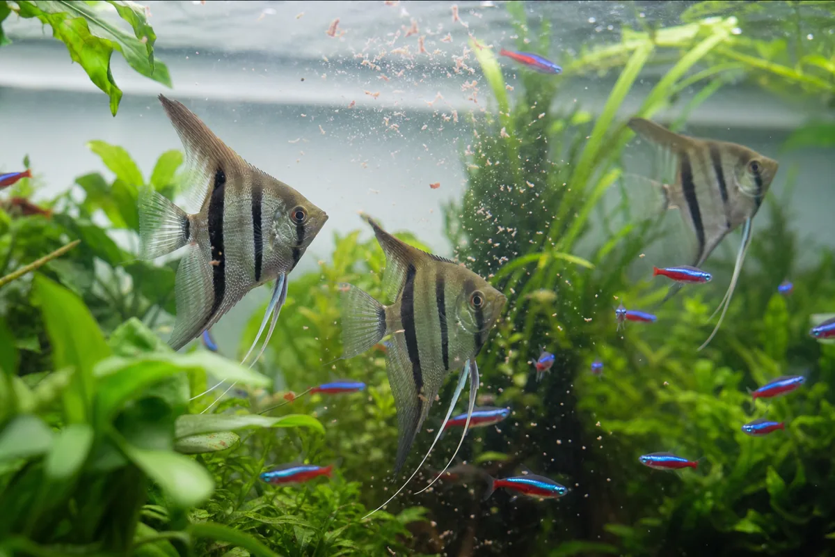 Angelfish vs. Neon Tetra: 4 Key Parameters and Adult Size at Maturity