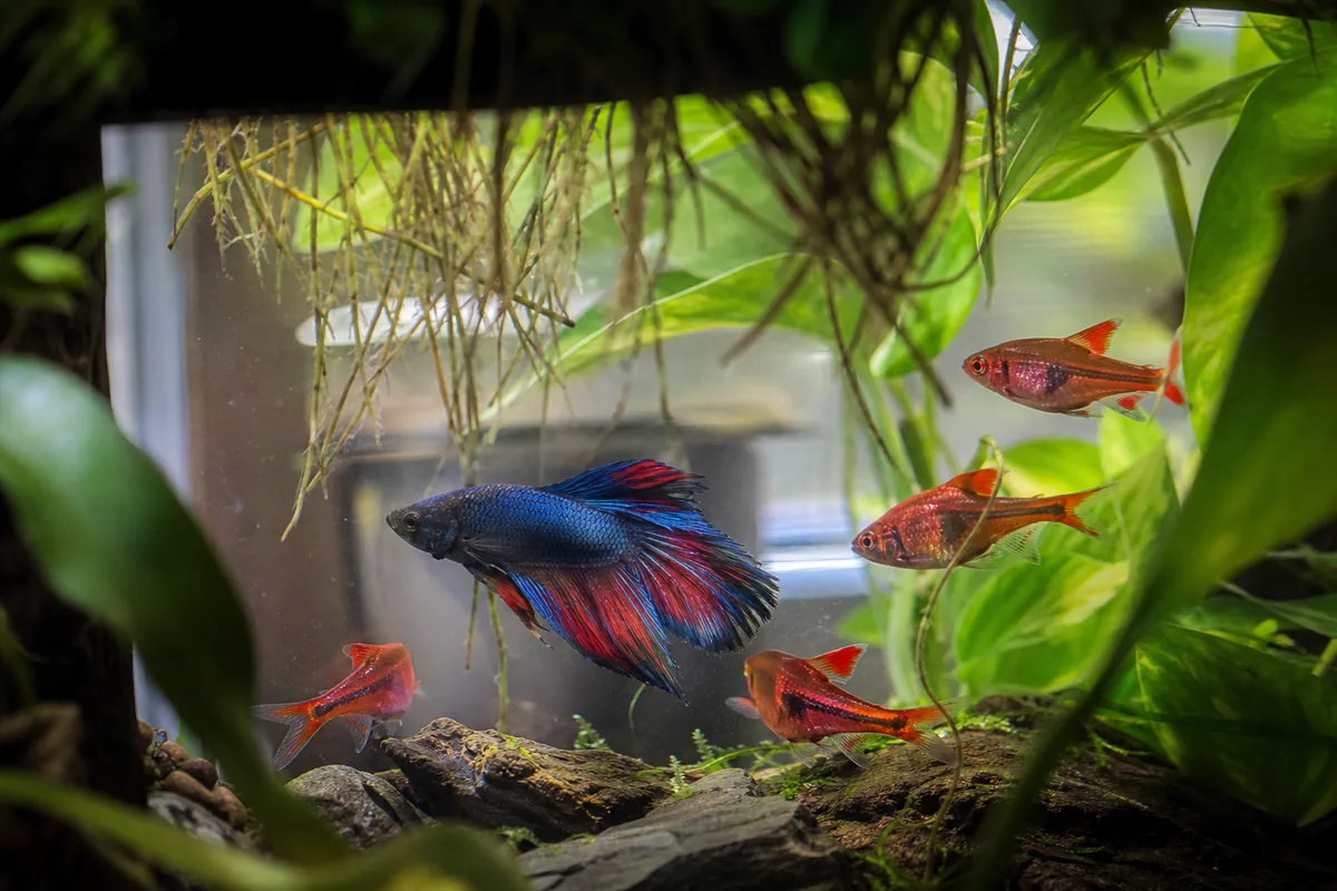 Why Cherry Barbs Clear the Two Main Betta Aggression Triggers