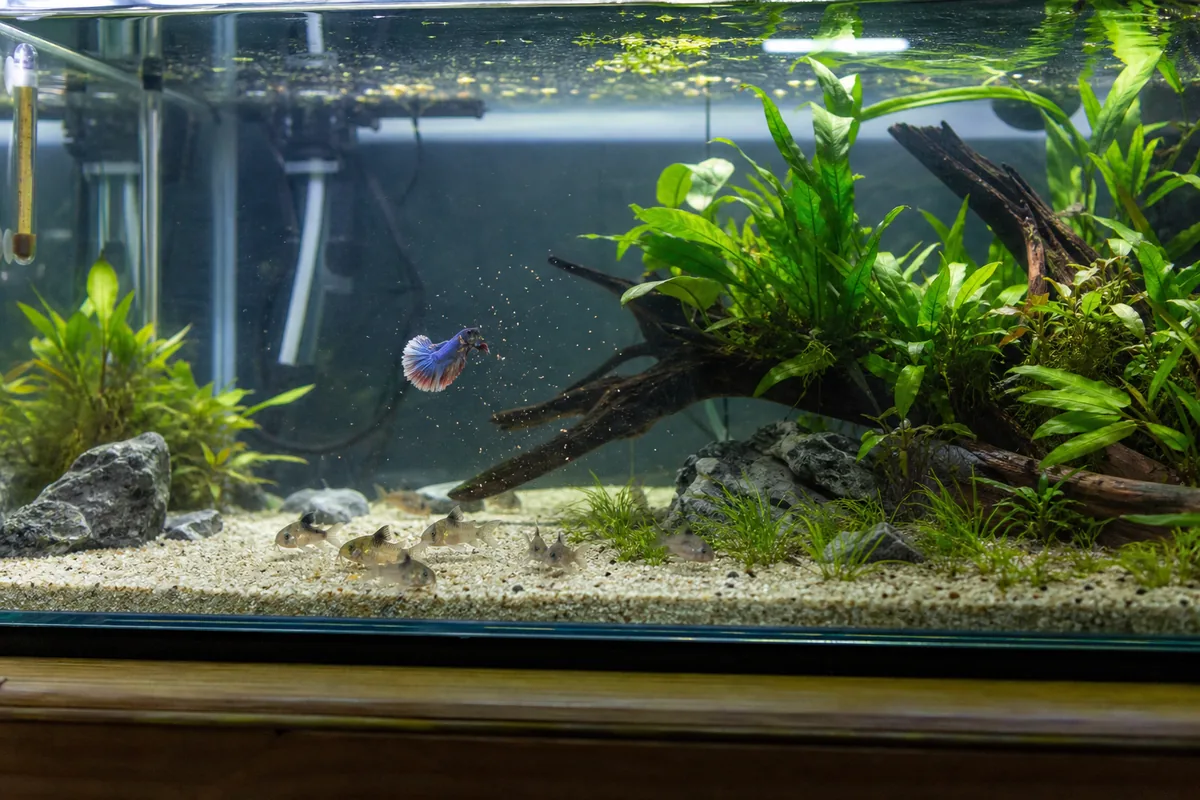 How Betta-Corydoras Compatibility Stacks Up Against the 3 Other Common Pairings