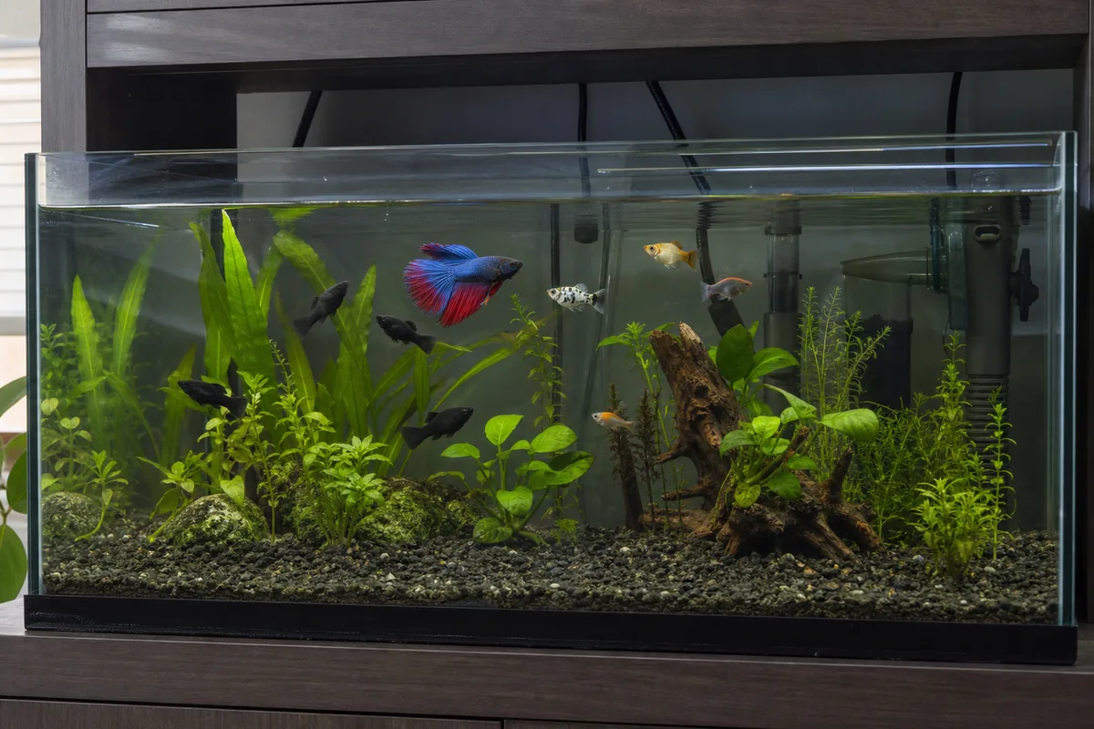 Why Molly Size and Activity Level Stress Bettas in Tanks Under 30 Gallons