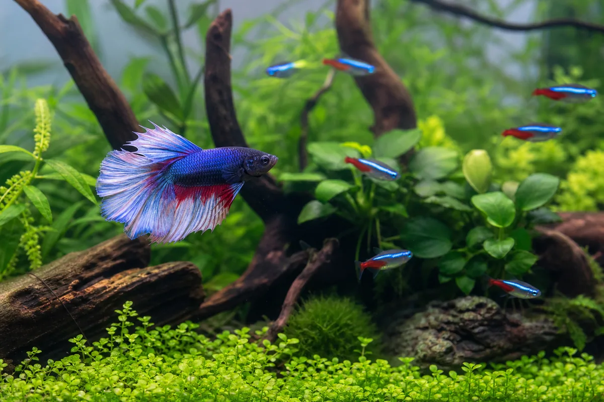 Why neon tetra school size matters for betta compatibility