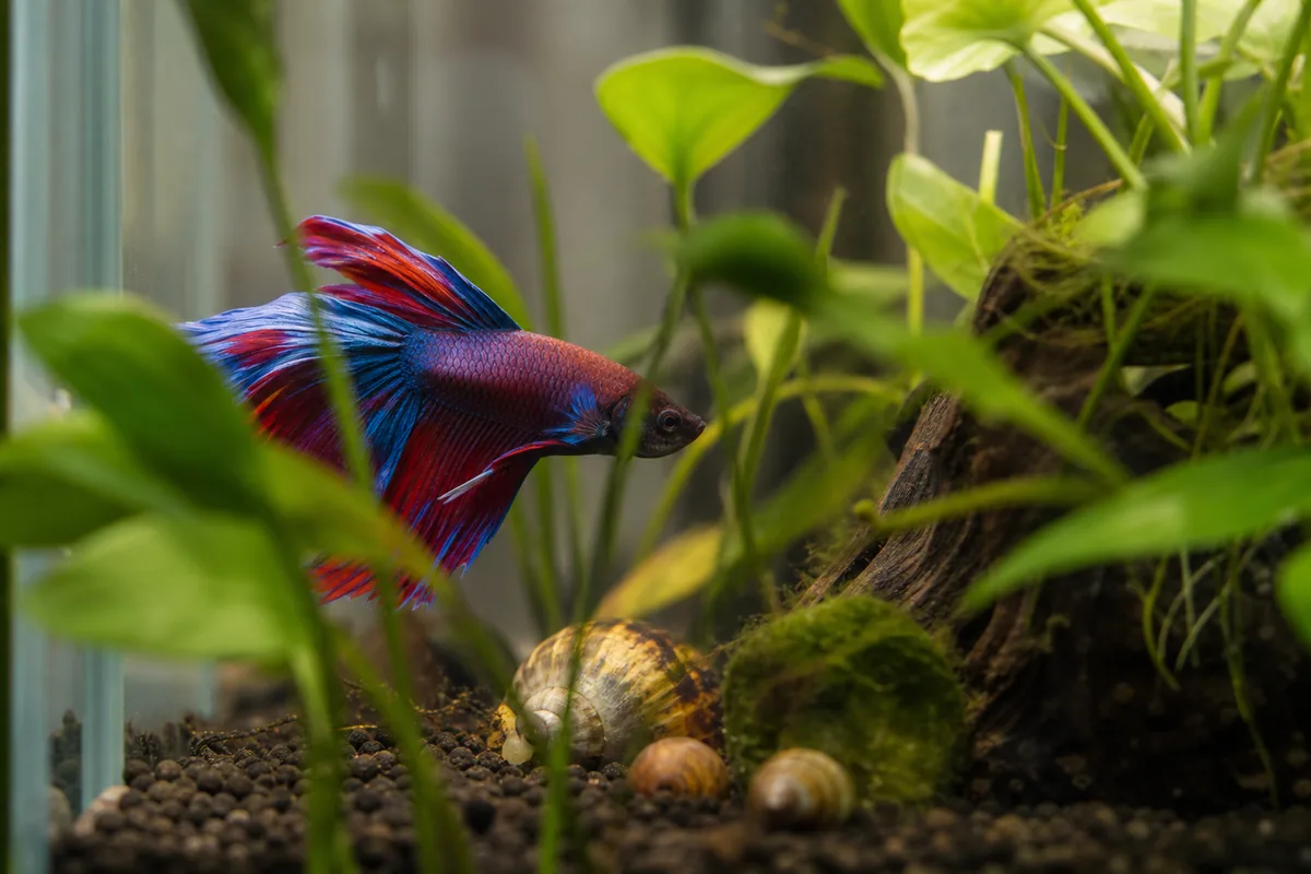 How to Read Your Betta's Behavior Toward Snails in the First 48 Hours