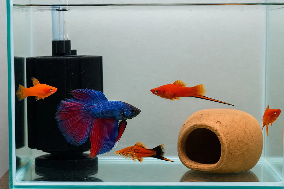 Why the Swordtail's Tail Extension Triggers Betta Aggression in Most Tanks