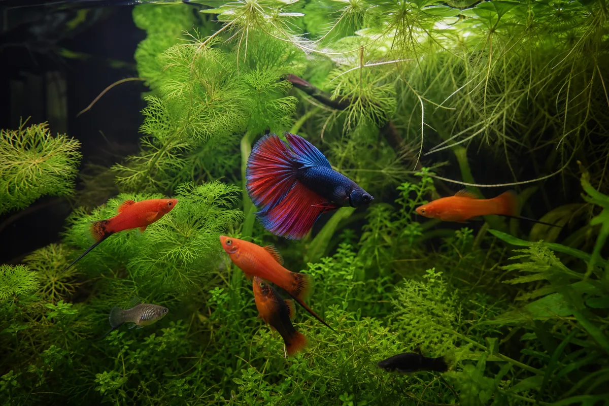 Water Chemistry: Where Swordtail and Betta Preferences Conflict Directly