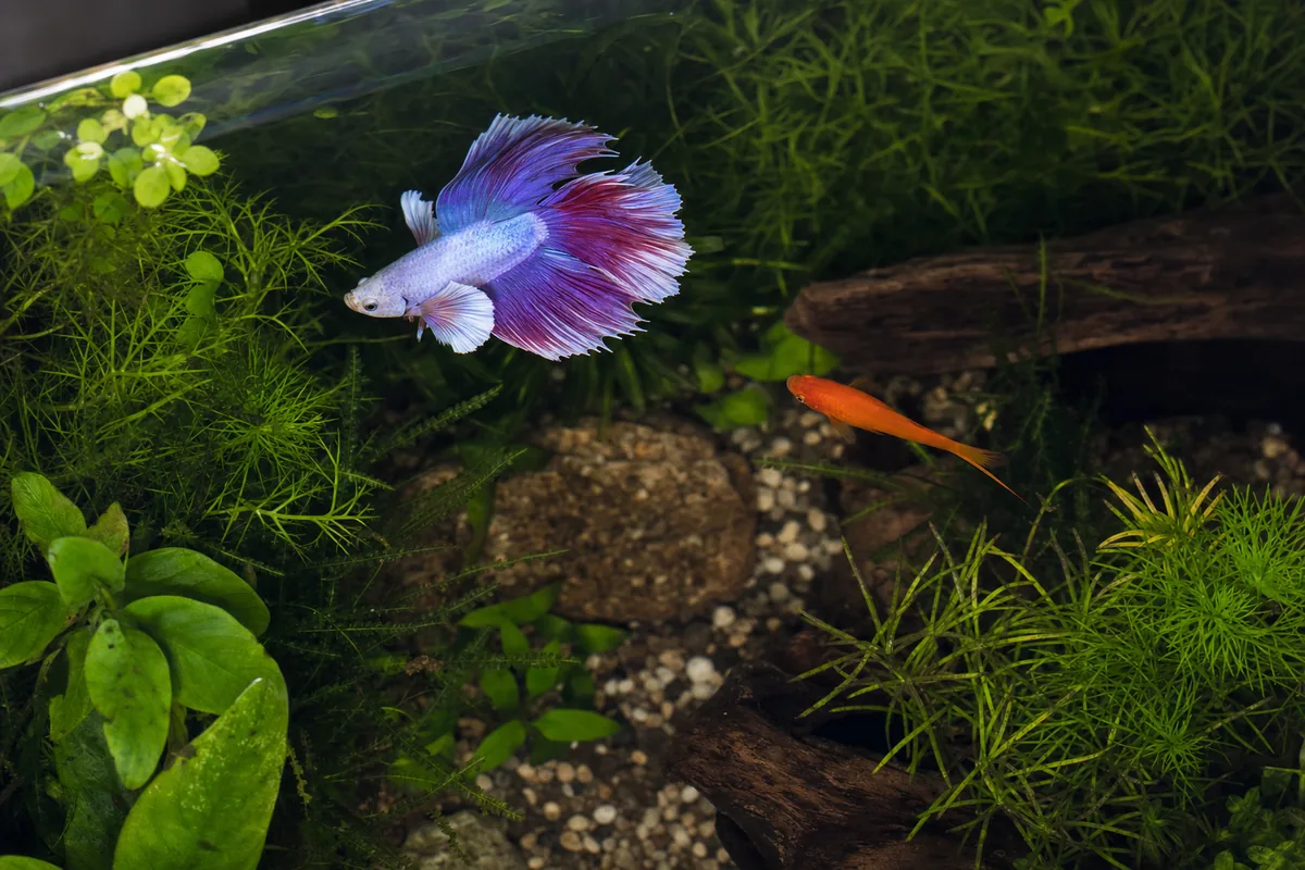 Do Swordtail Size and Activity Wear a Betta Down?