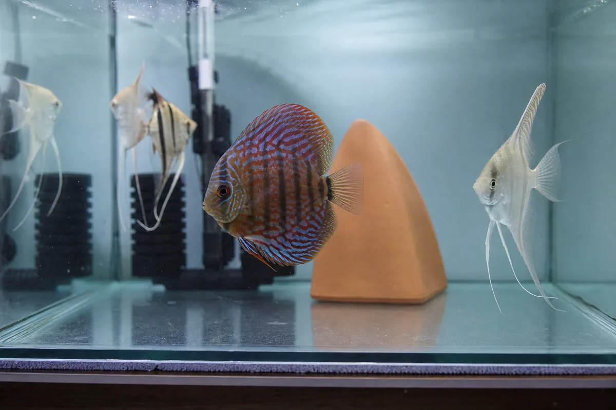 Disease Transmission: Why Angelfish Are Lethal to Discus