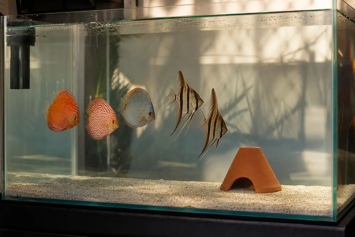 Why Do Discus and Angelfish Rarely Settle Together?