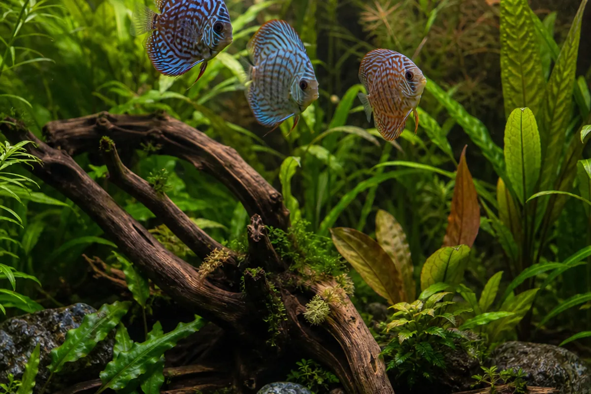 Tank Setup Requirements for This Pairing