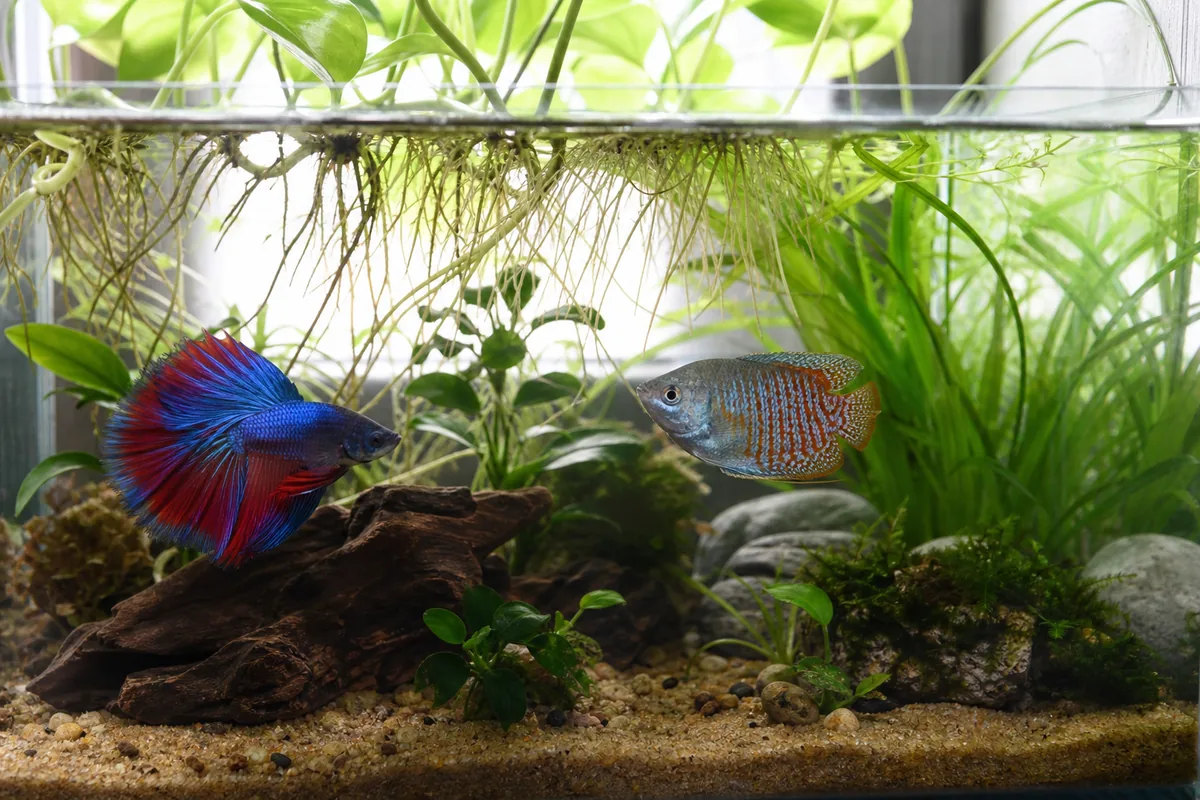 Why Two Labyrinth Fish Cannot Share a Tank
