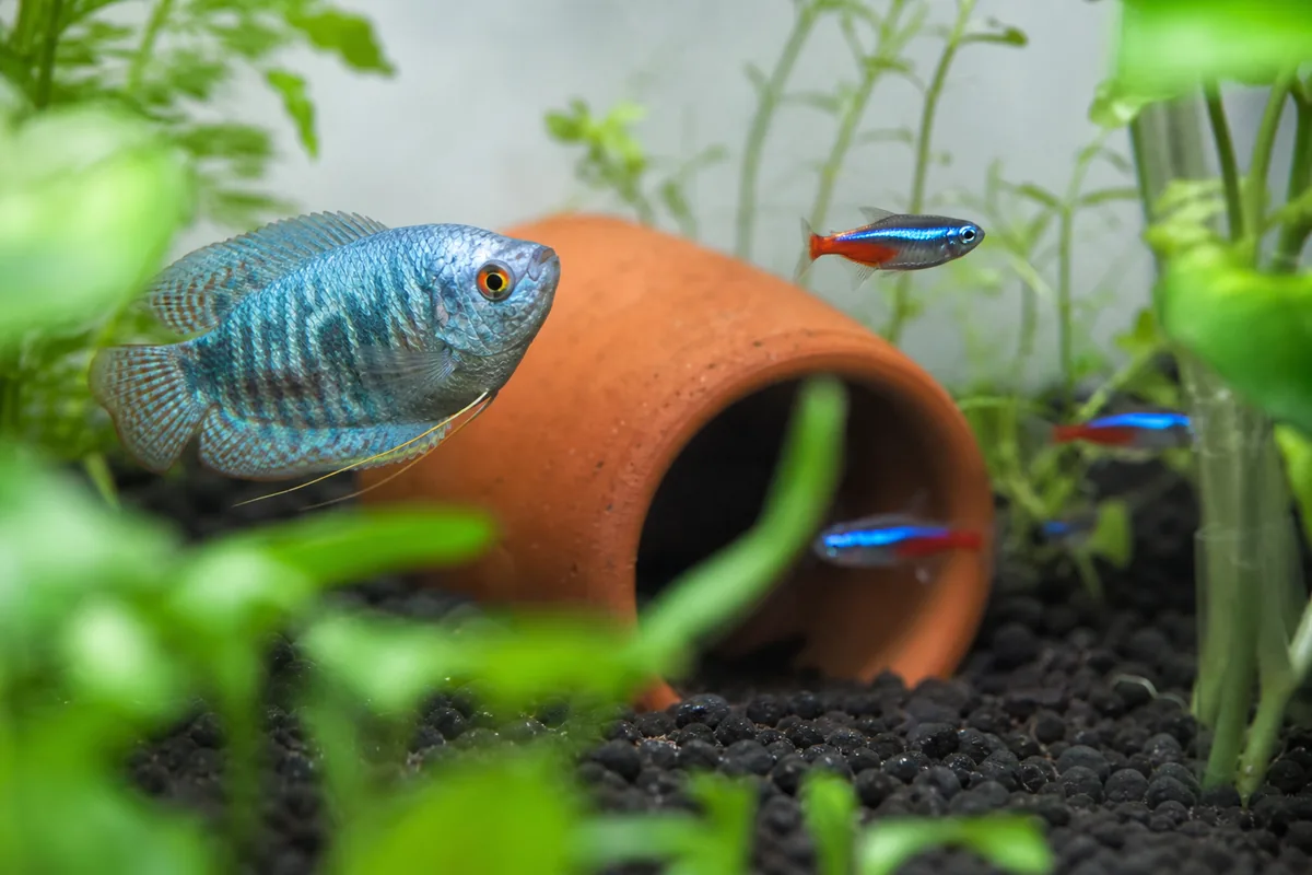 Why Dwarf Gourami and Neon Tetras Work Together