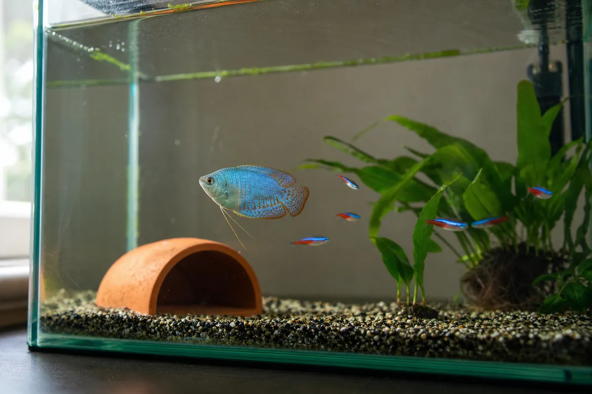 The Dwarf Gourami Iridovirus Risk