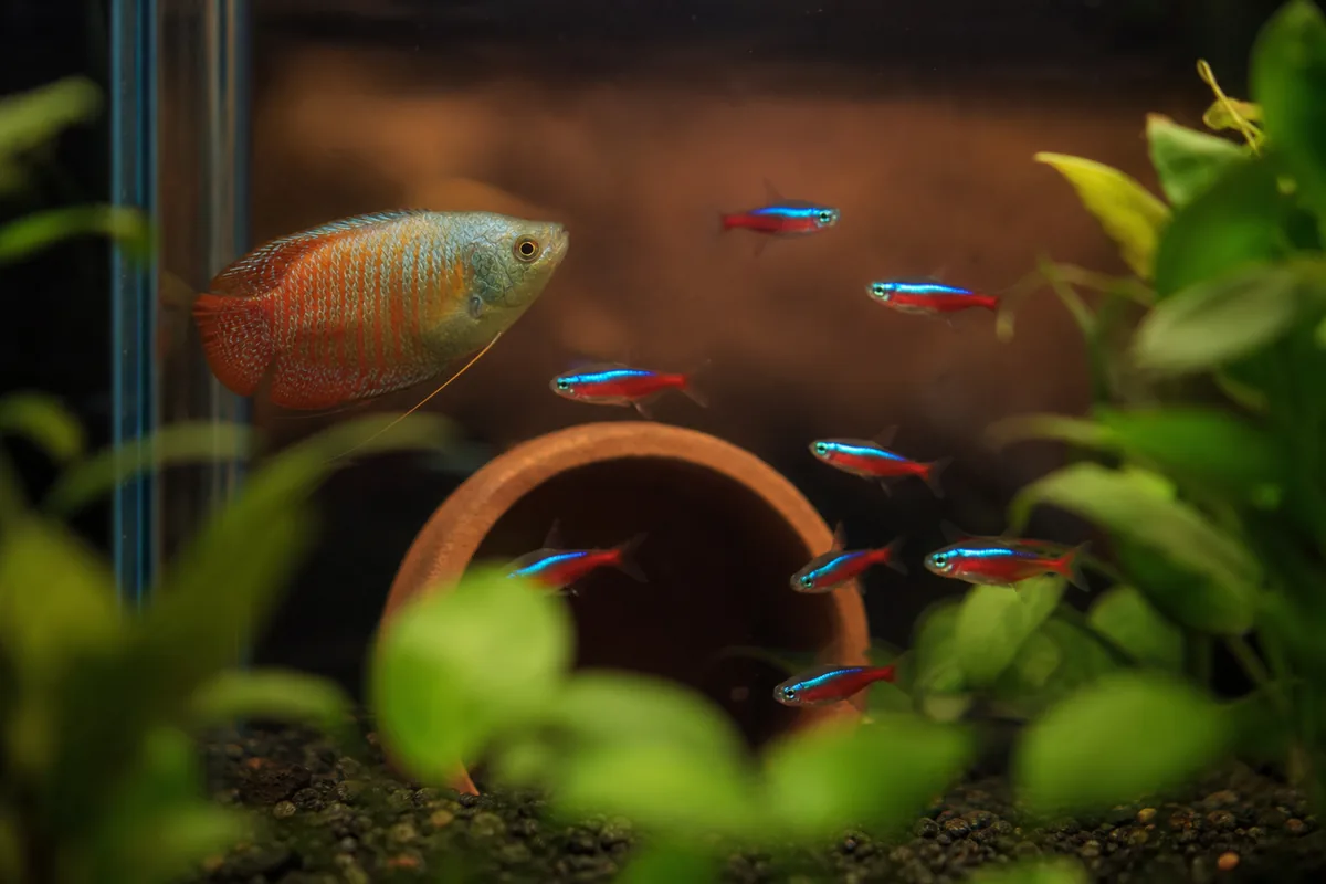 Do a Dwarf Gourami and Neon Tetras Use Different Levels?