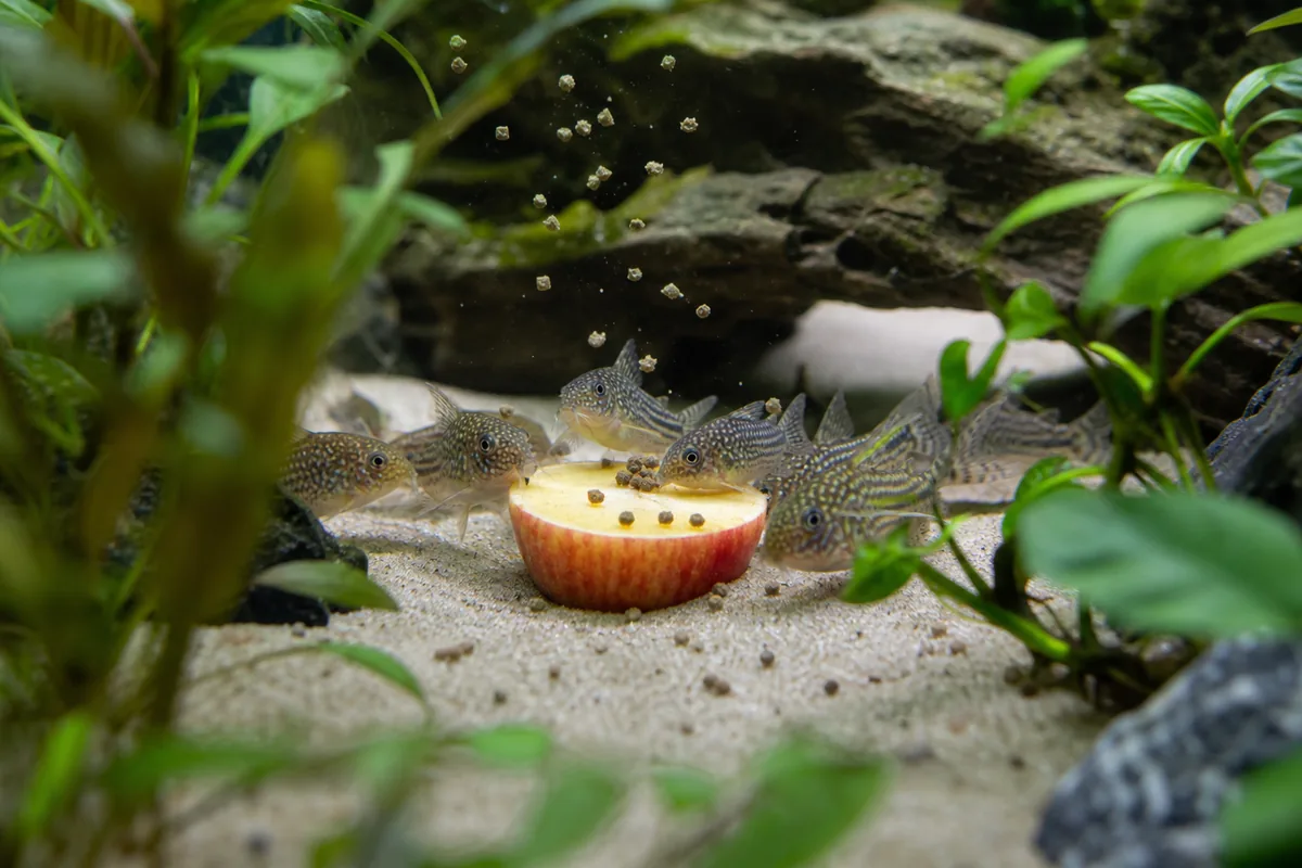Which Fish Can Eat Apple: Best Species for This Treat