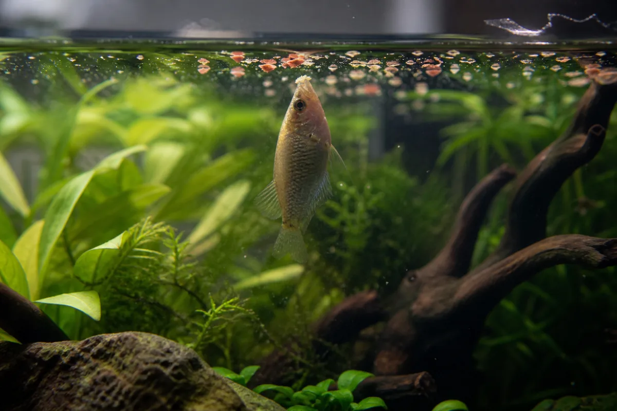 What Happens When Bread Swells Inside an Aquarium Fish?