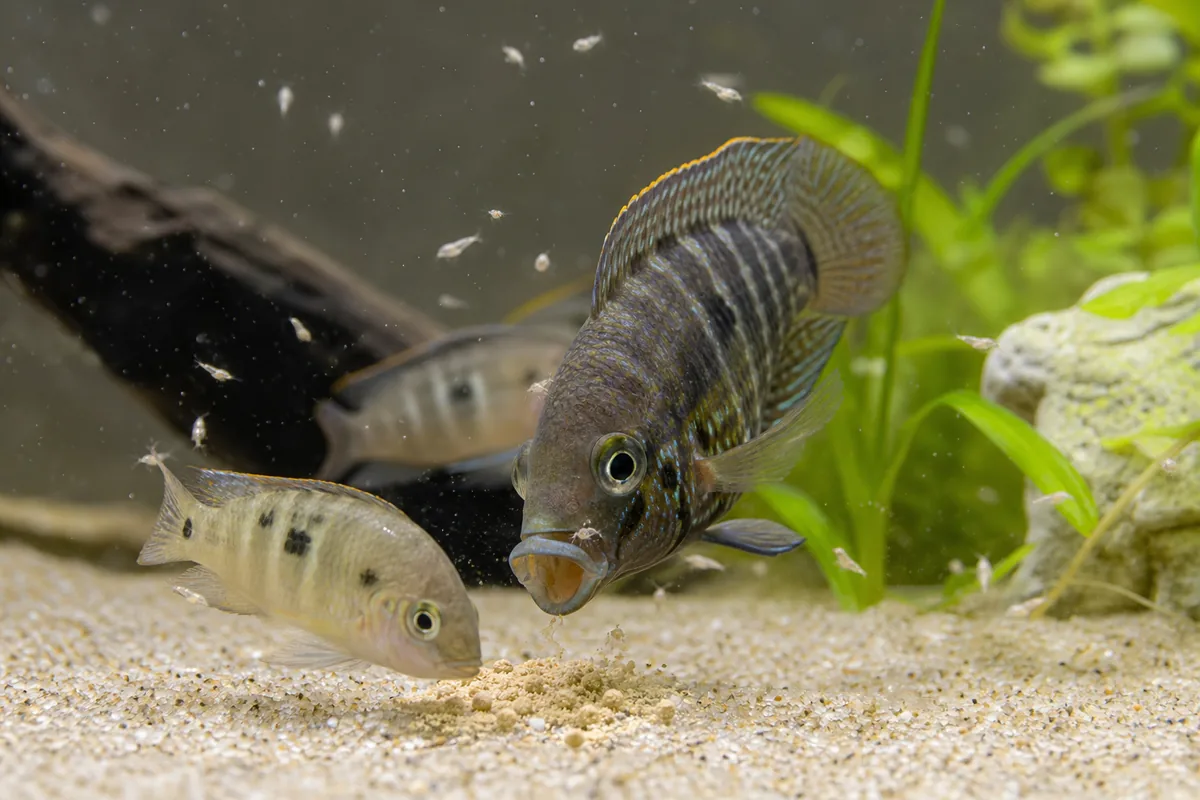 How to Hatch Baby Brine Shrimp at Home: The Brine Shrimp Hatchery Method